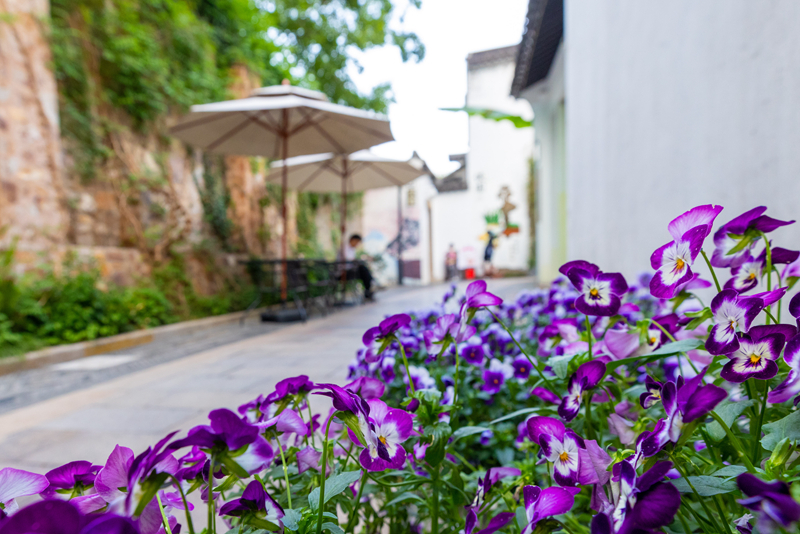 时令花卉竞相盛开