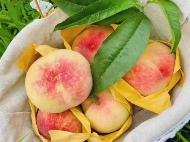 一定“桃”不过TA！