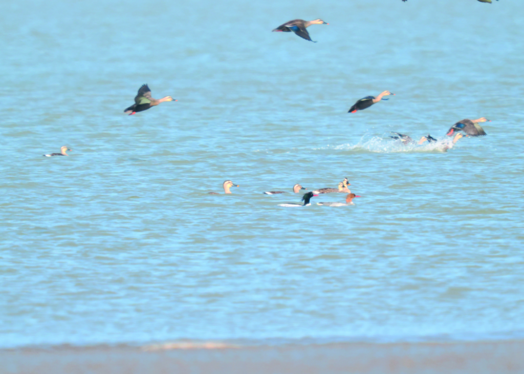 “国鸭”首次造访，为这里的生态治理“点赞”