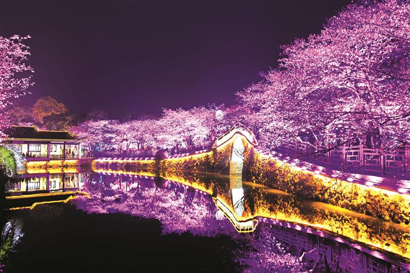 “太湖明珠”与世界“樱”缘相牵 百余国际友人乐赏鼋渚夜樱